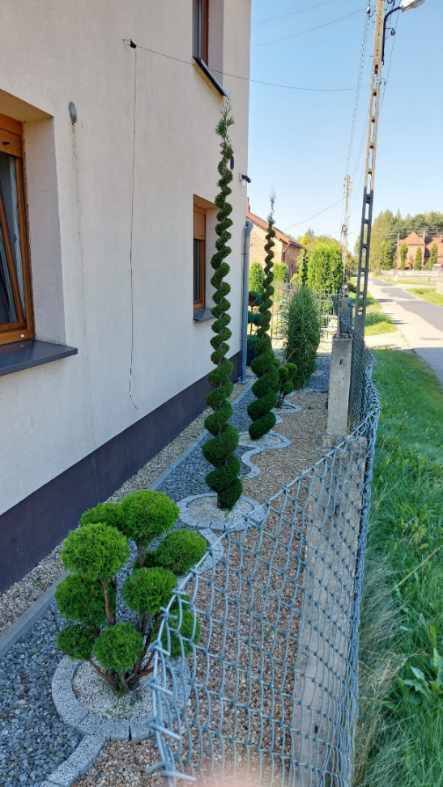 Tuje uformowane w spirale i kule przy domu jednorodzinnym, realizacja Zielonego Domu